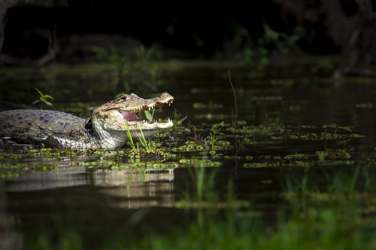 The dragon in the water
