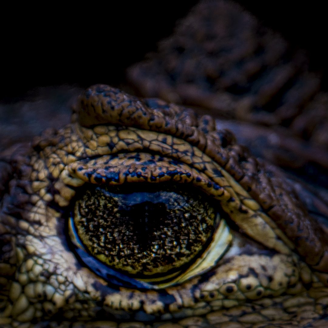 The dragon's eye
