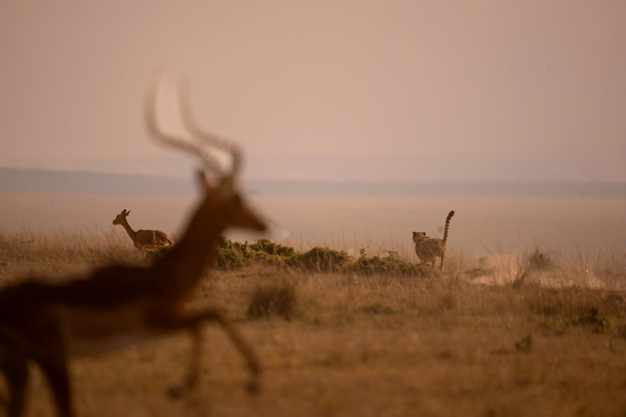 The hunt