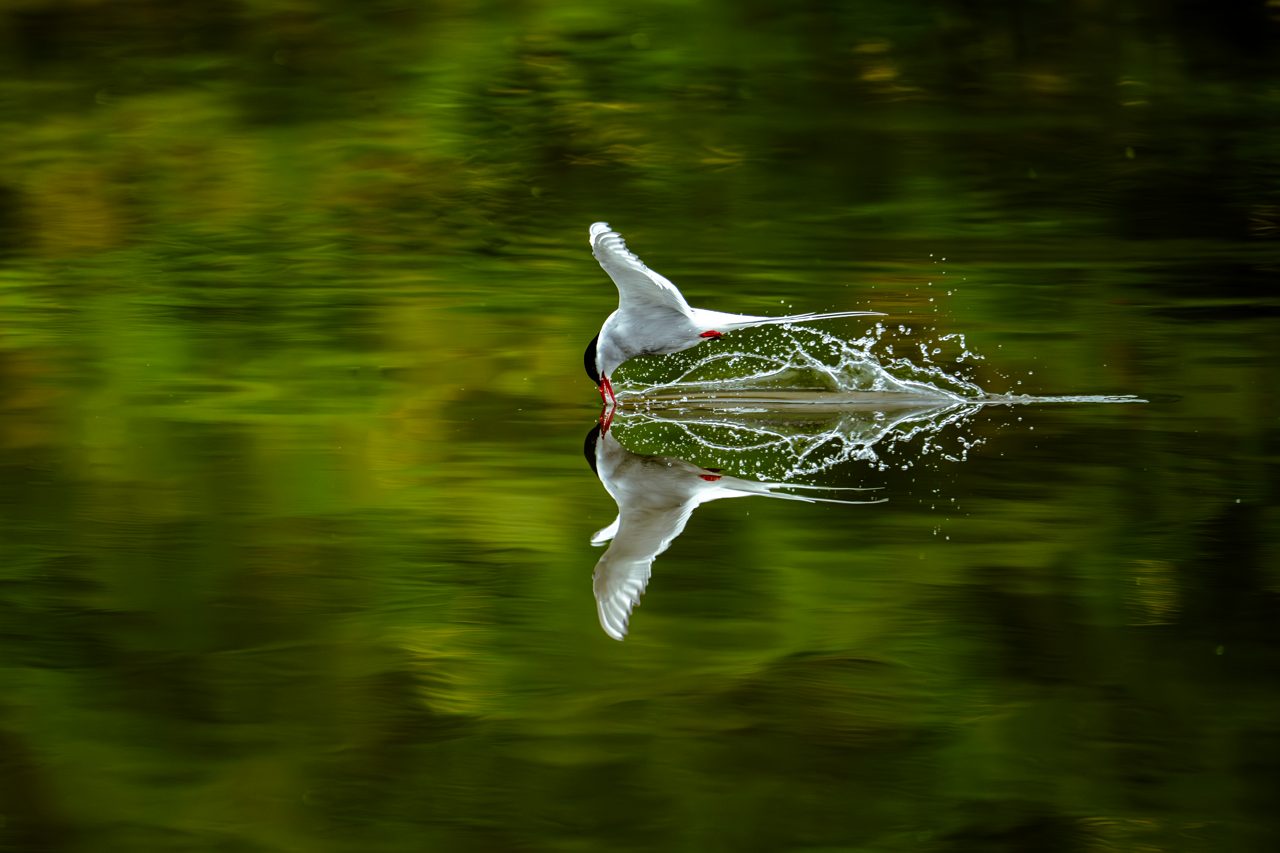 The tern and its mirror