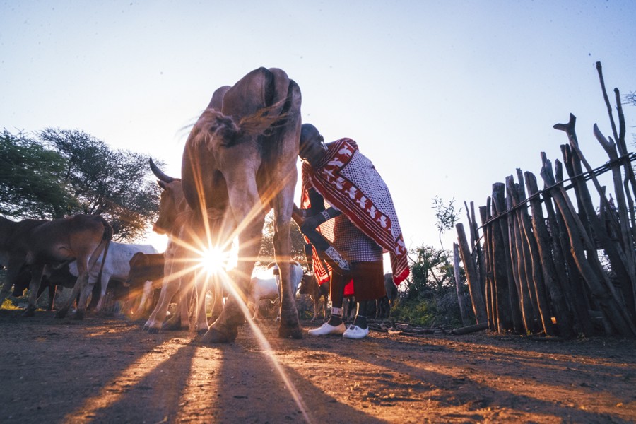 Low sunburst along the ground at a boma with cattle