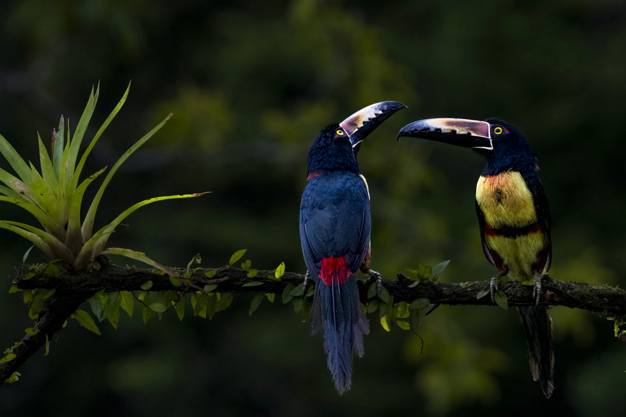 The pair