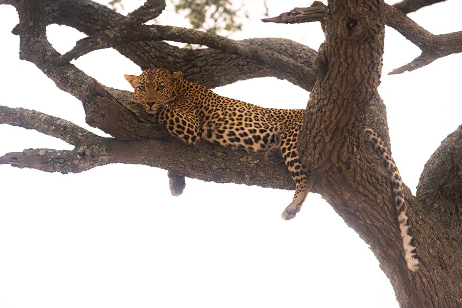 Leopard resting in a tree against a bright sky
