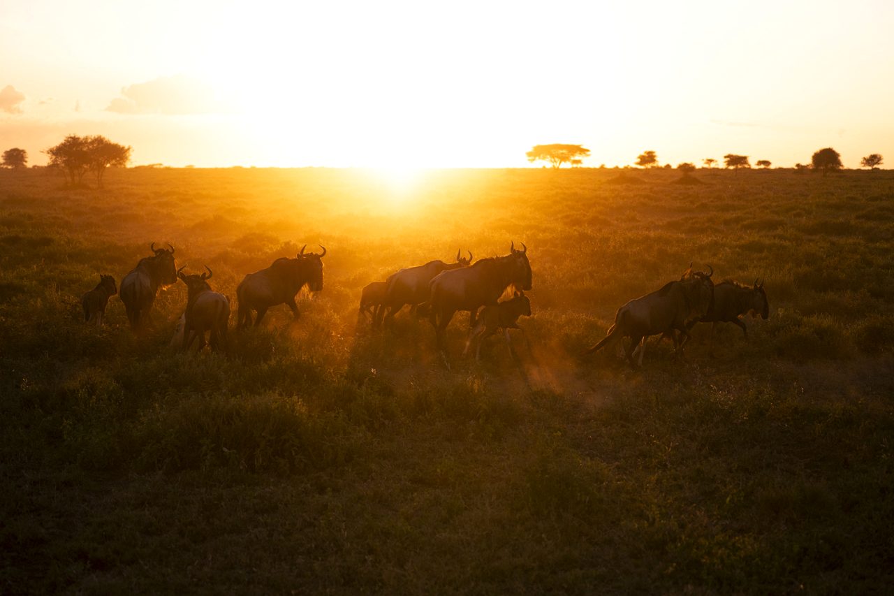 The migration