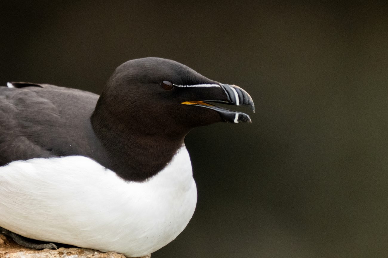 The razorbill