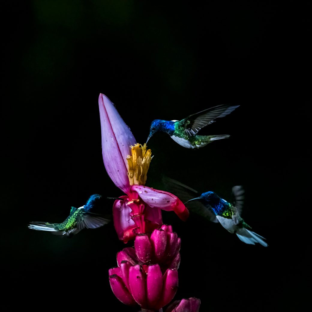 Backlit translucence