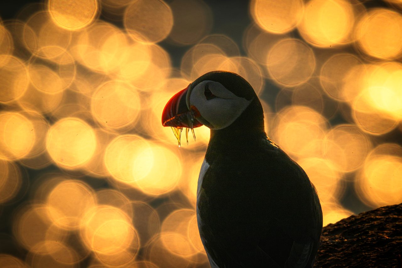 Against the golden light