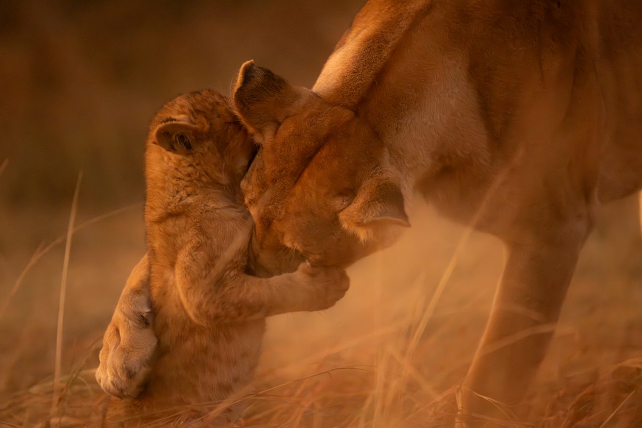 Cubs of the season