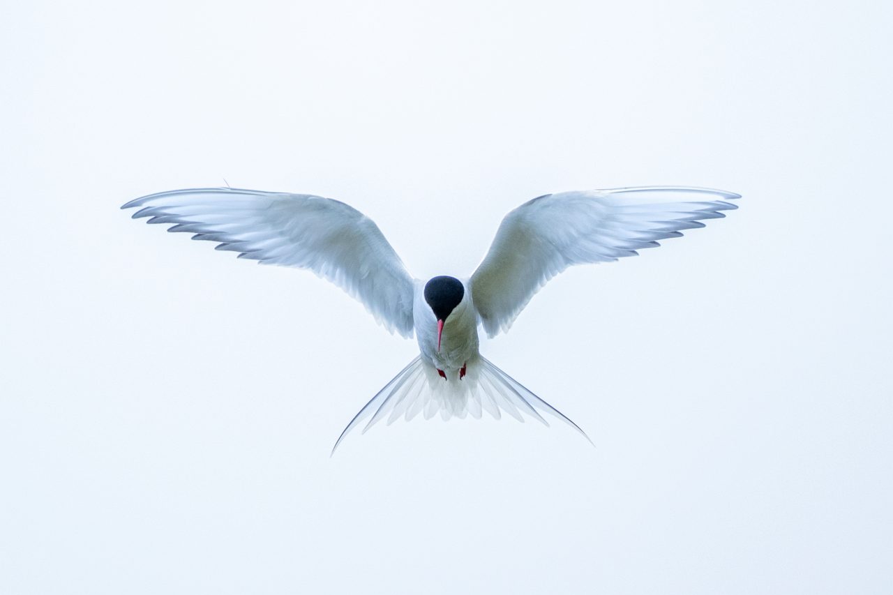 The tern, all light