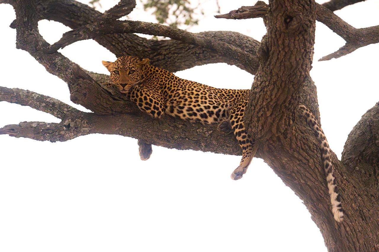 The leopard's tree