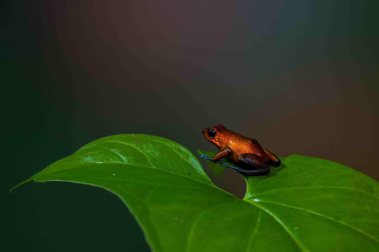 The jewel on the leaf