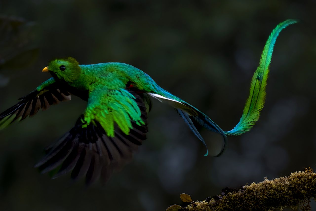 The quetzal in flight