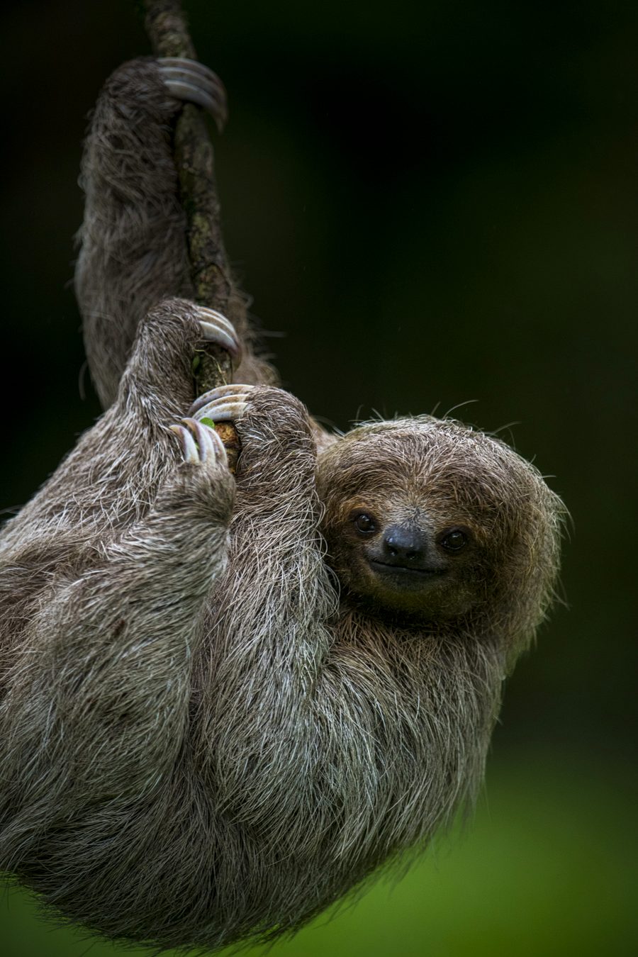The slow life