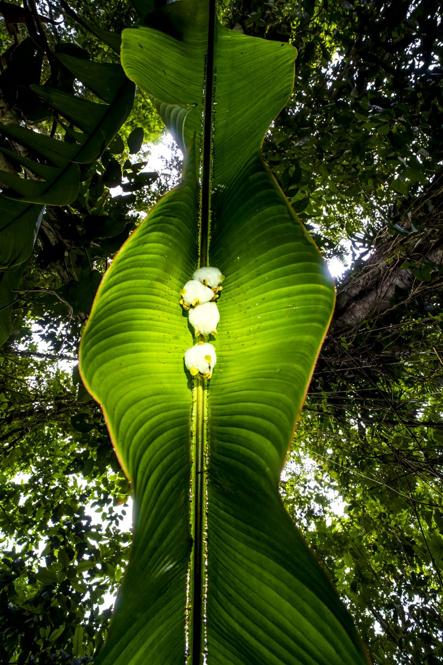 Bats under the leaf