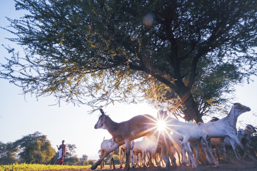 Sunburst pinched between tree branches over a herd