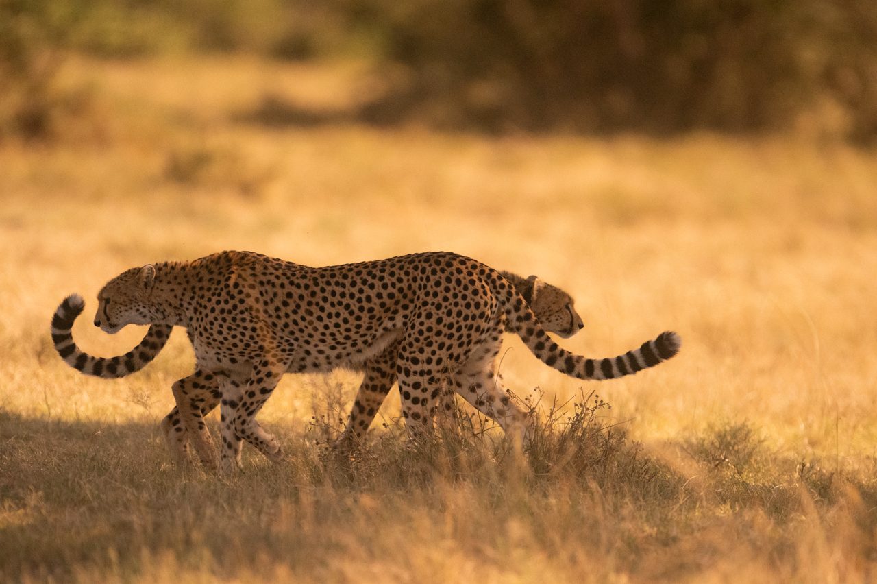 The cheetah's line