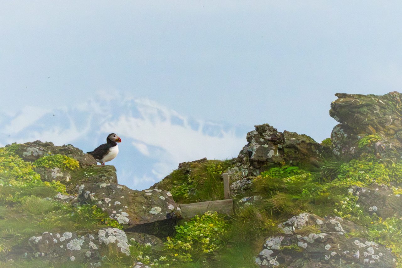 The puffin and its catch