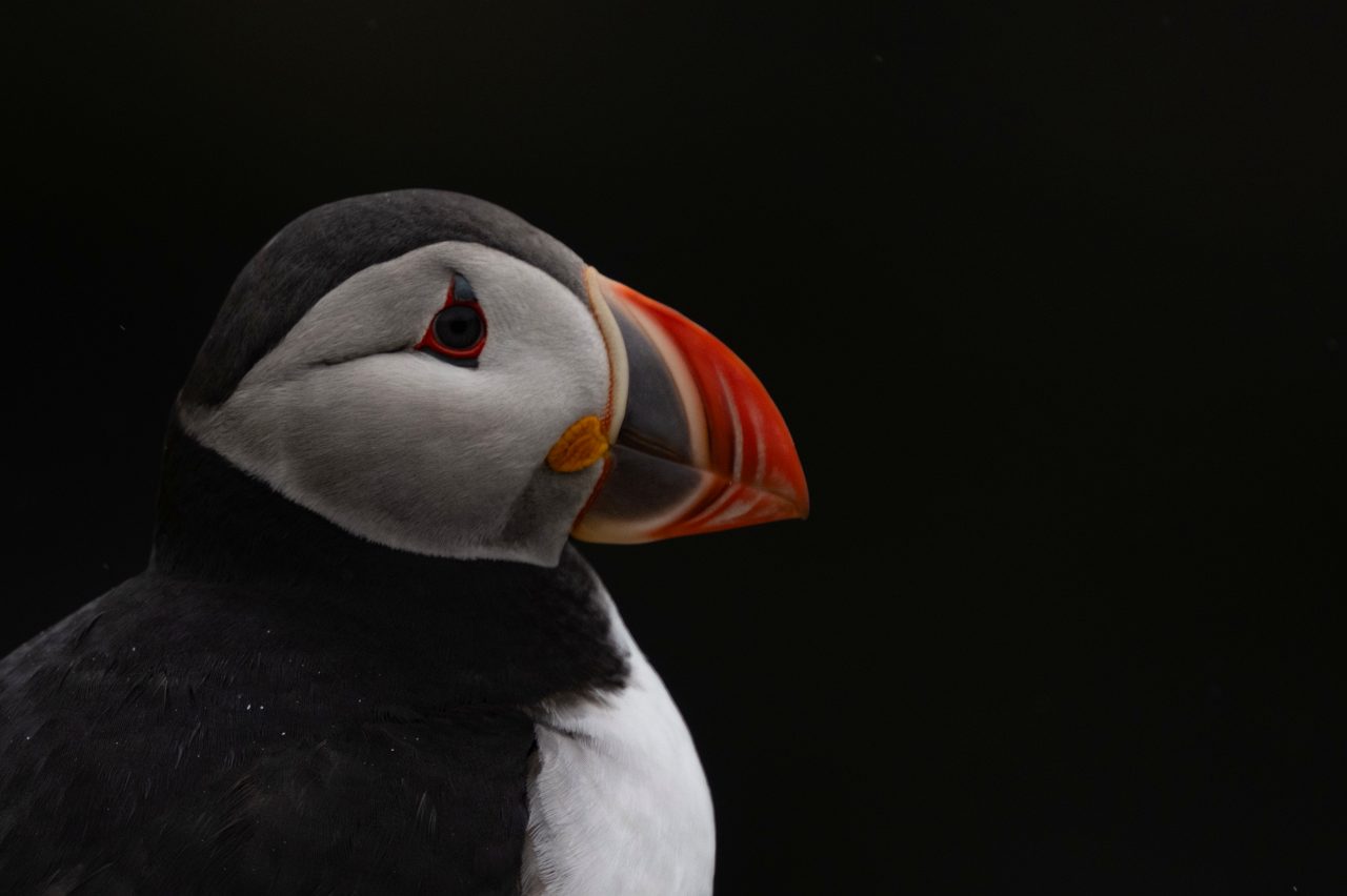The puffin, in close