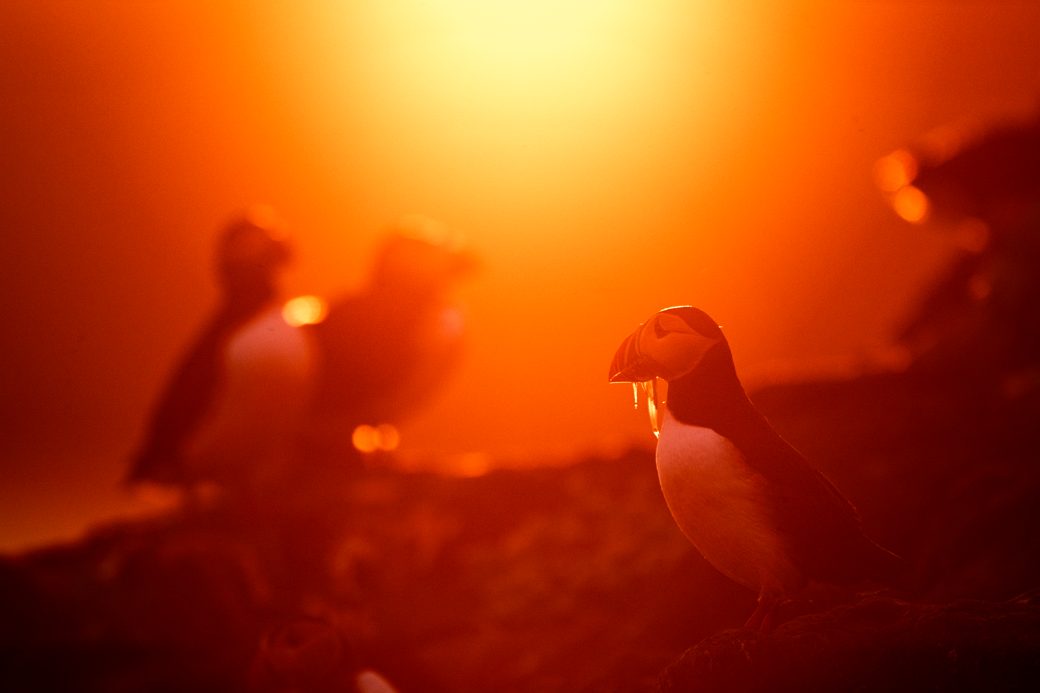 The low, long sun