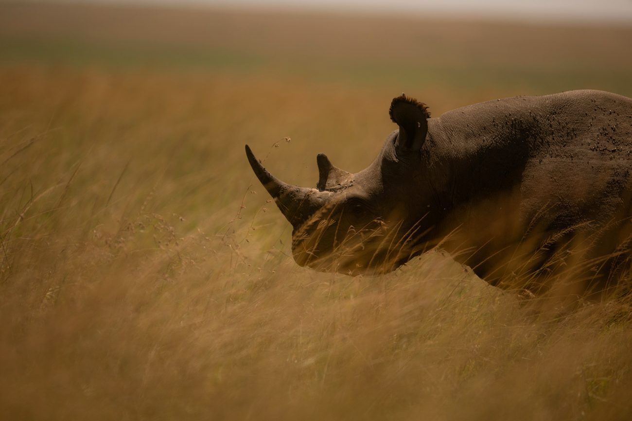 The black rhino