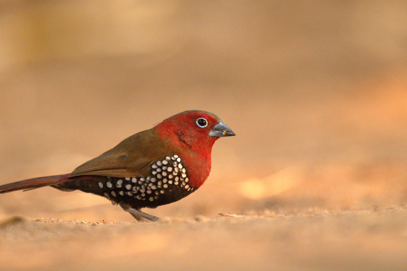 Eye-level twinspot — three marks