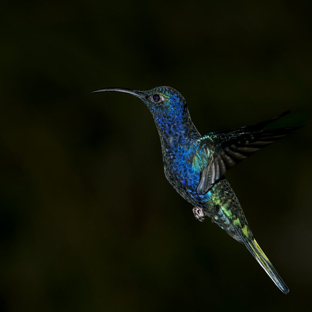The hummingbird, mid-air