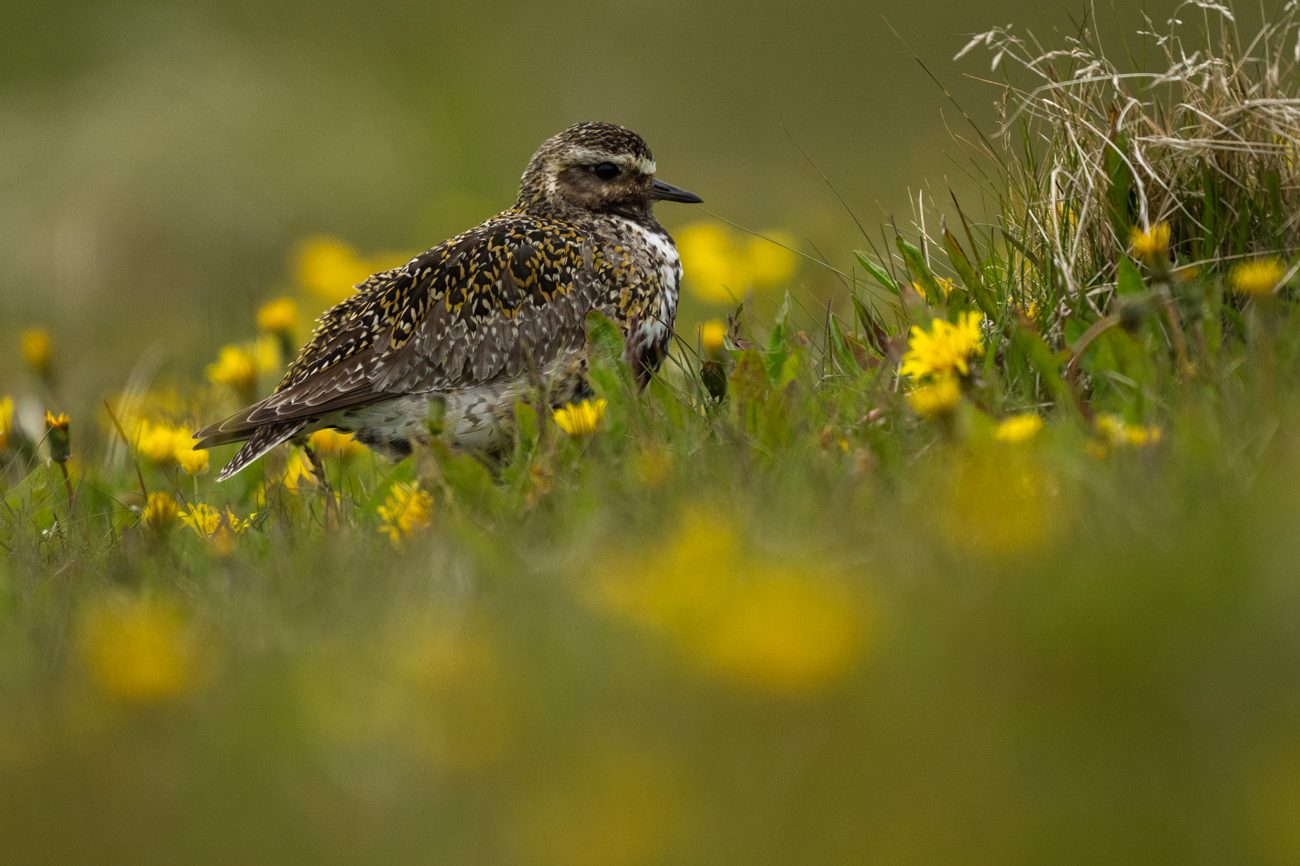 The plover in the buttercups