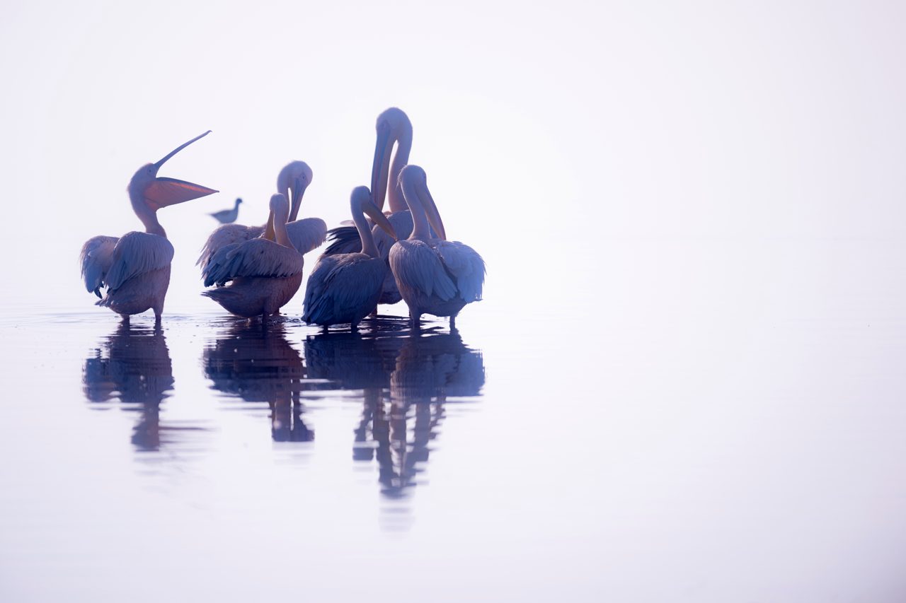 The quiet, high-key frame