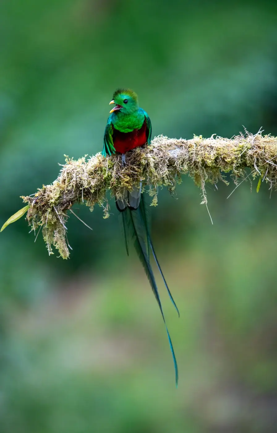 A wildlife photograph read closely — the gallery frame