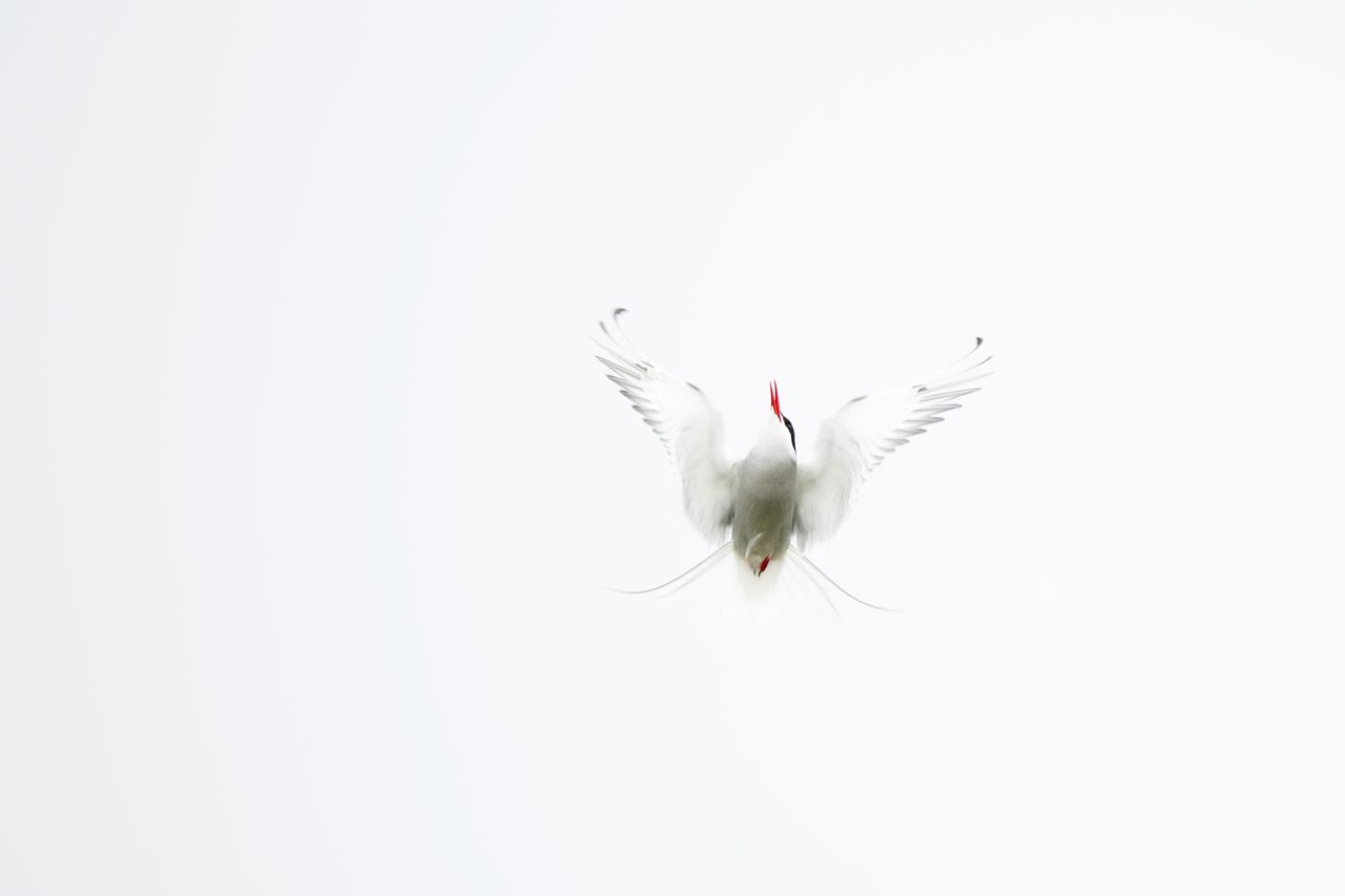 The tern in the white