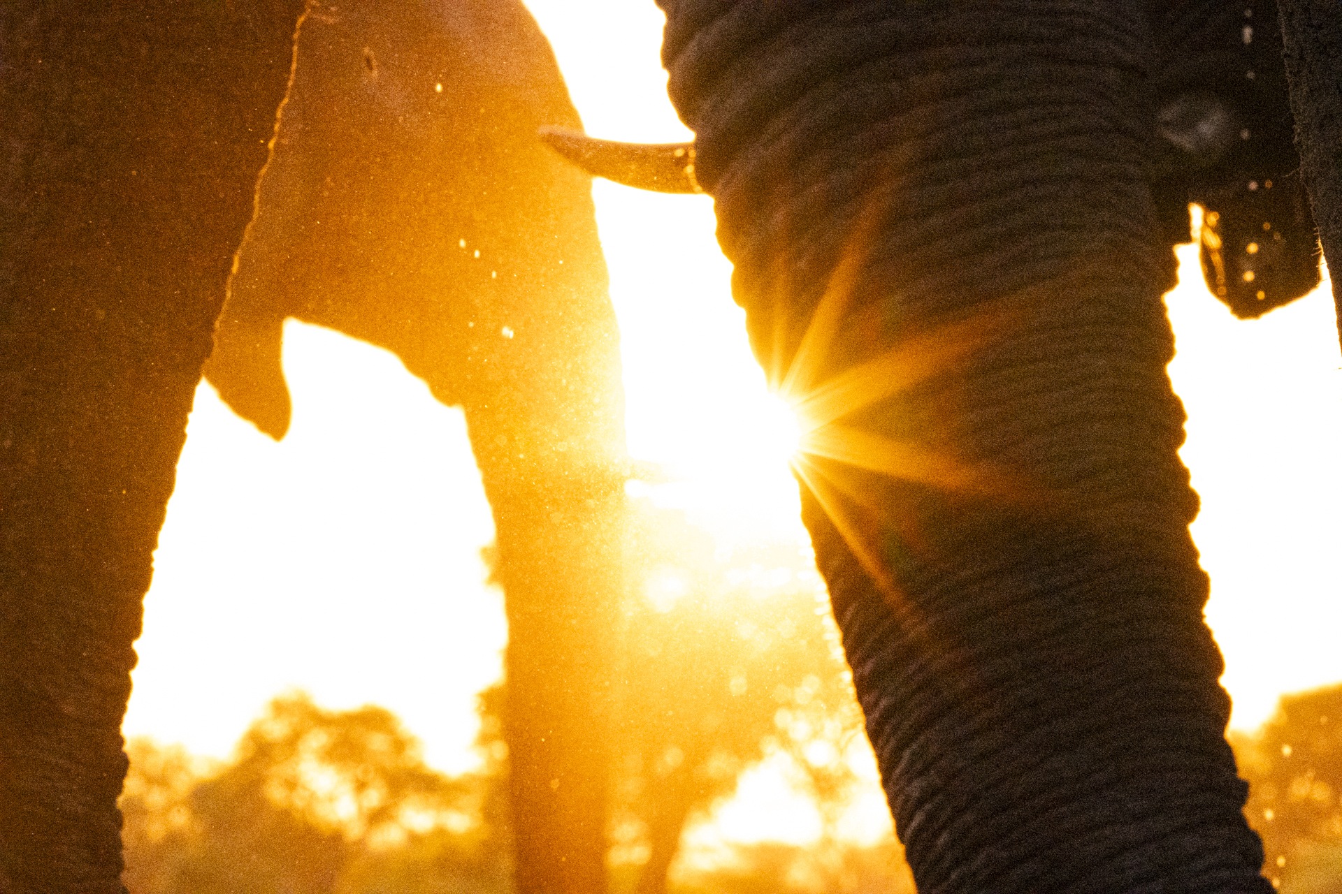 Sunburst through elephant's legs — three marks