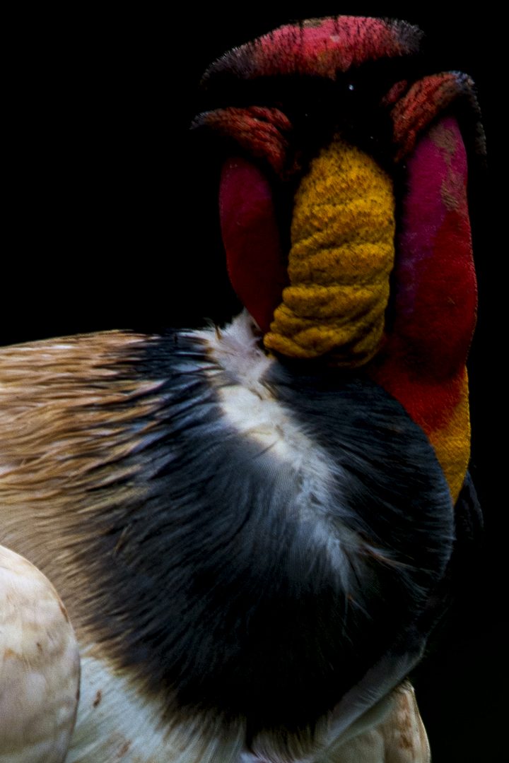 The king vulture