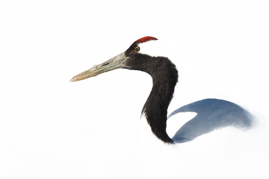 Red-crowned crane head and neck against white snow