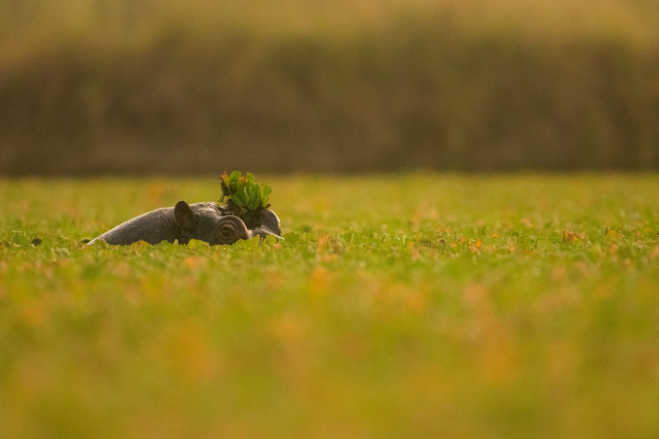 A hippo on the green